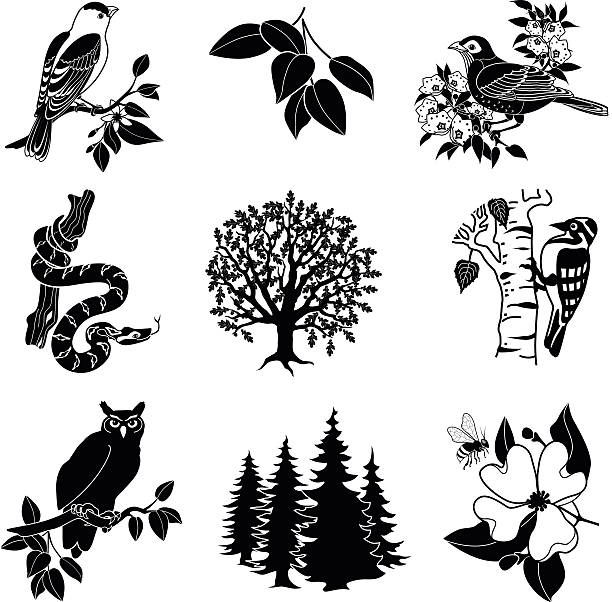 North American wildlife and plants in black and white A vector illustration of North American wildlife and plants in black and white including a goldfinch, tree branch, robin, snake, oak tree, woodpecker, great horned owl, pine trees and a dogwood flower. dogwood trees stock illustrations