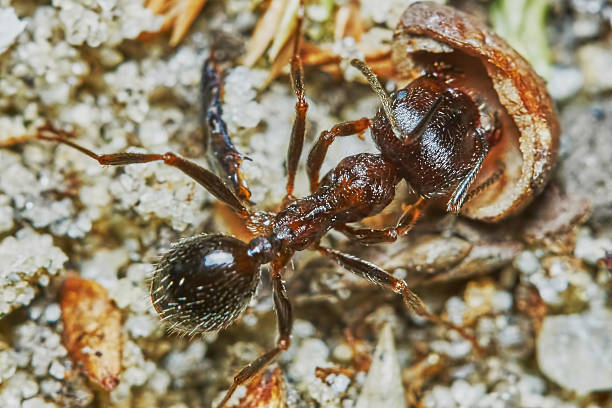 istock Ant outside in the garden 479108800