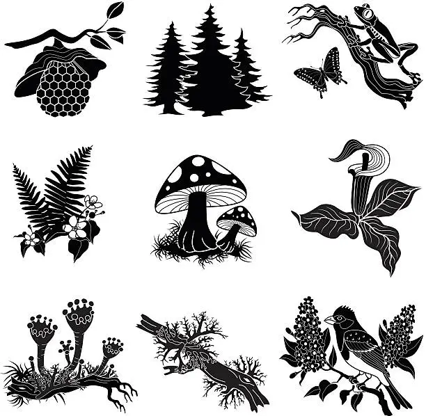 Vector illustration of North American wildlife and plants in black and white