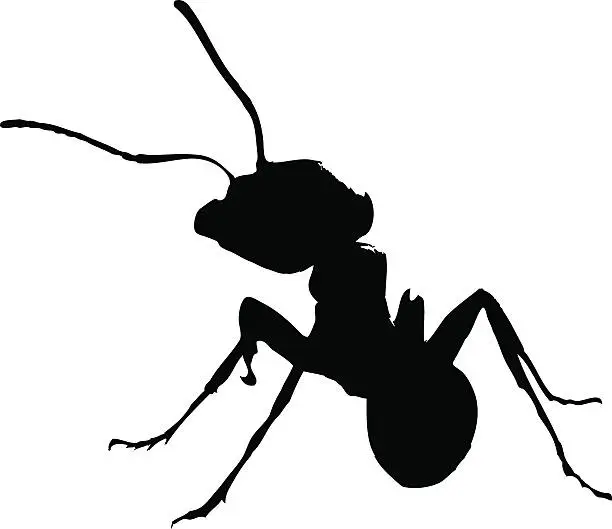 Vector illustration of Ant silhouette