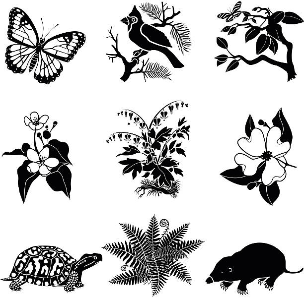 North American wildlife and plants in black and white A vector illustration of North American wildlife and plants in black and white including a butterfly, cardinal, tree branch, apple blossom, bleeding heart plant, dogwood flower, box turtle, christmas fern, and a mole. This is a vector EPS illustration in black and white. mole animal stock illustrations