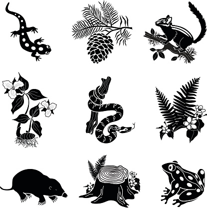 A vector illustration of North American wildlife and plants in black and white including a salamander, pine branch, chipmunk, trillium flower, snake, ferns, mole, tree stump and a frog. This is a vector EPS file in black and white.