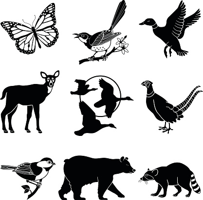 A vector illustration of North American wildlife in black and white including a monarch butterfly, mocking bird, flying duck, deer, flying geese, pheasant, chickadee, black bear and a racoon. This is a vector illustration eps file in black and white.