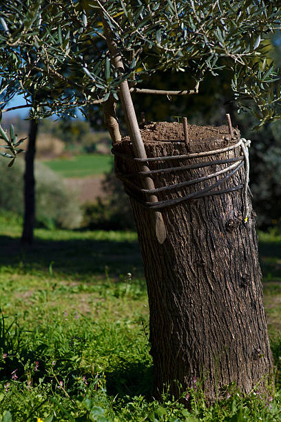 olive tree Plant refinement of an olive tree in Sardinia. vermehrung stock pictures, royalty-free photos & images