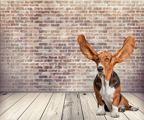 istock Dog, Listening, Animal Ear 479111646