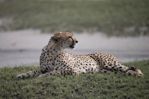 Adult male African Cheetah hunting for prey in Serengetti National Park