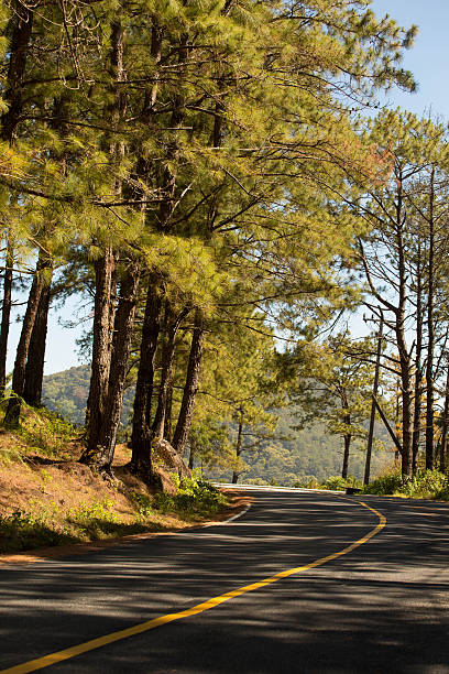 curves mountainous road in golden pine forest , Chiang mai , Thailand stock photo