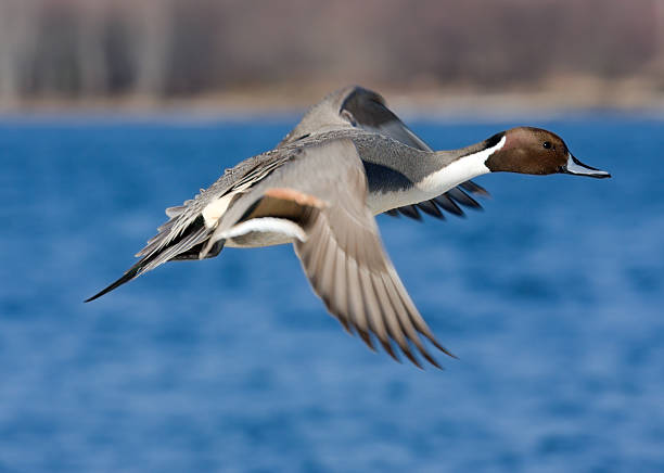 Northern Pintail in Flight stock photo