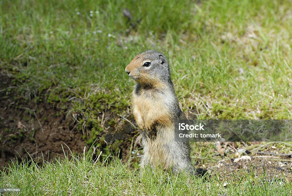 Gopher The photo shows a cute gopher in front of its gopher hole. Animal Stock Photo