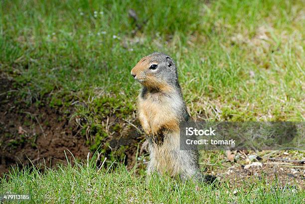 Gopher Stock Photo - Download Image Now - Animal, Animal Hair, Animal Wildlife