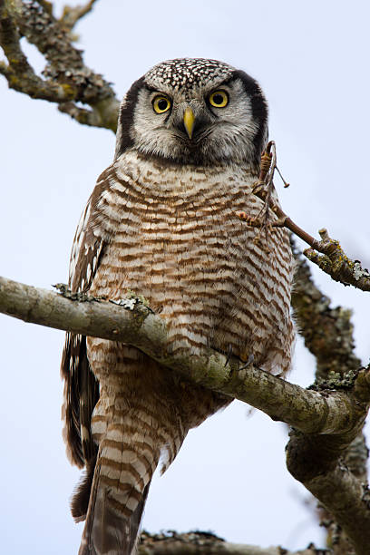 norte da coruja-gavião - northern hawk owl - fotografias e filmes do acervo