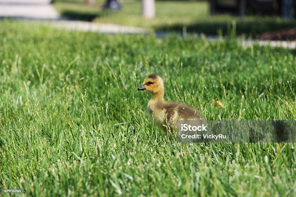 Canada gosling Canada gosling or baby chick walking in a field of grass 2015 Stock Photo
