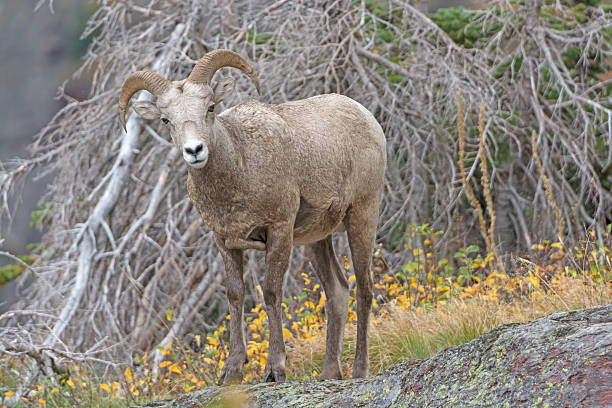 istock Young Bighorn Sheep in the Mountain 479115226
