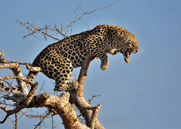 a leopard shows its teeth while sitting on a tree