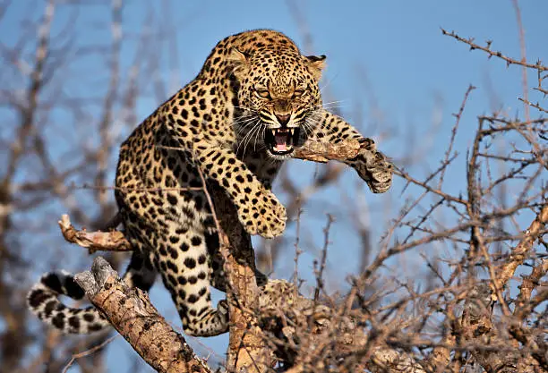 hissing leopard on a tree in namibia