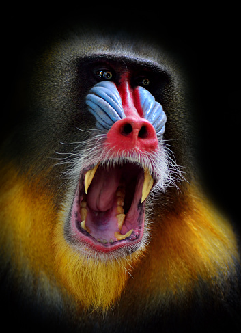 Portrait of a male mandrill (mandrillus sphinx) with wide opened mouth on black background.