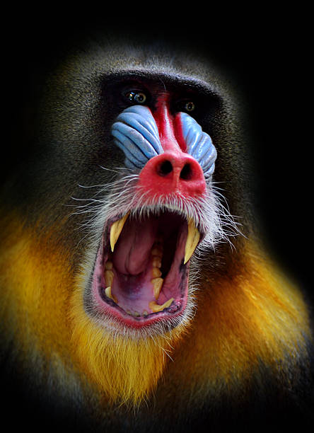 screaming mandrill Portrait of a male mandrill (mandrillus sphinx) with wide opened mouth on black background. baboon stock pictures, royalty-free photos & images