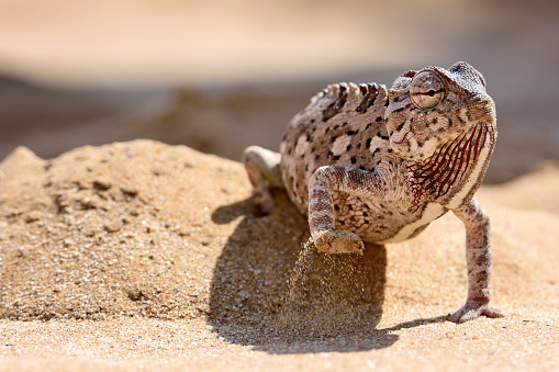 Close-up of a Namaqua chameleon (Chamaeleo namaquensis) in the Namib Desert.