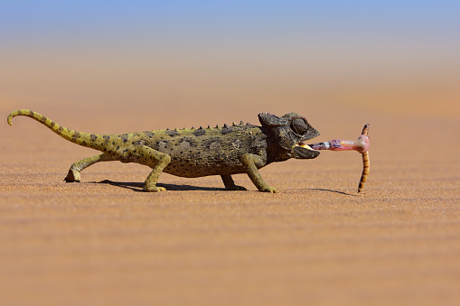 Desert Animals Pictures | Download Free Images on Unsplash