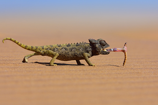 Desert Animals Pictures | Download Free Images on Unsplash Desert Animals Pictures | Download Free Images on Unsplash
