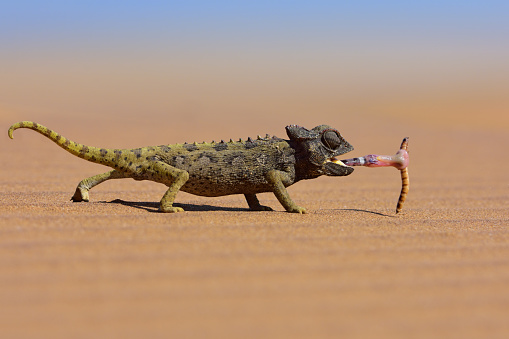 desert chameleon catching a worm