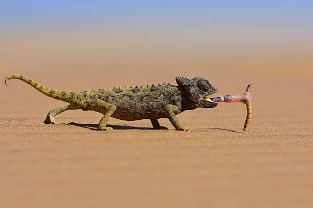 Photo of desert chameleon catching a worm