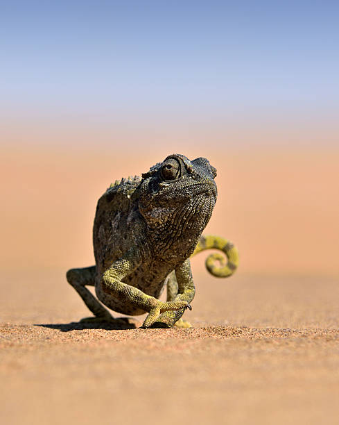 desert chameleon Close-up of a desert chameleon in the Namib Desert. swakopmund photos stock pictures, royalty-free photos & images