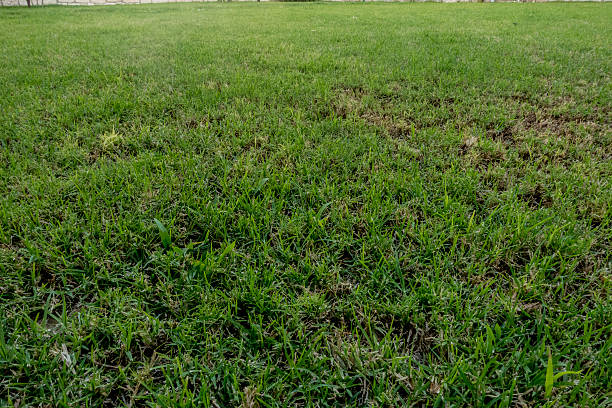 istock Close-up image of fresh spring green grass 479115382