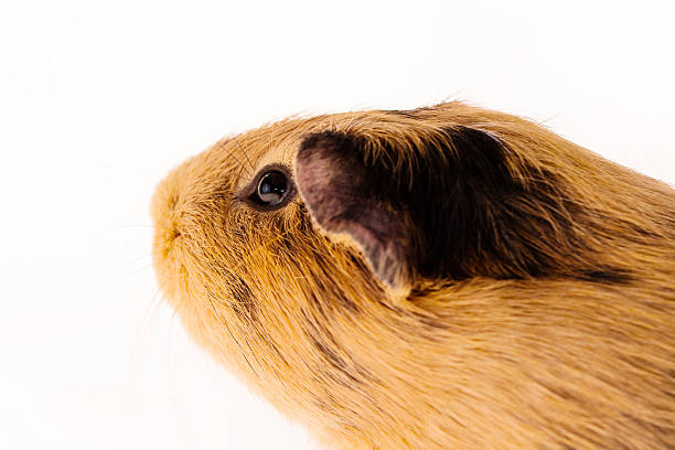 Red guinea pig stock photo