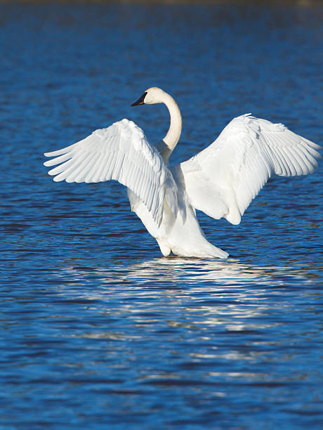 istock Trumpeter Swan Stretching its Wings 479117281