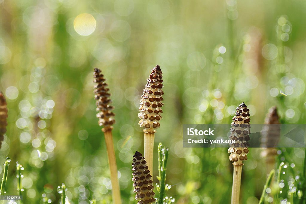 Equisetum arvense Close up Equisetum arvense   in  Iwate,Touhoku Backgrounds Stock Photo