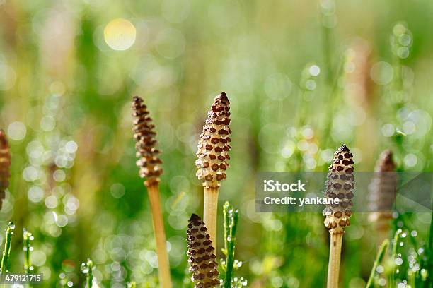 Equisetum Arvense Stock Photo - Download Image Now - Backgrounds, Forest, Freshness