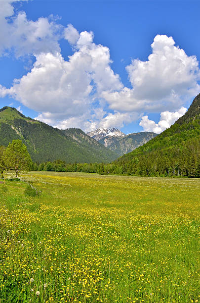 アルプス meadow 夏の前で、山のパノラマ - dandelion snow ストックフォトと画像