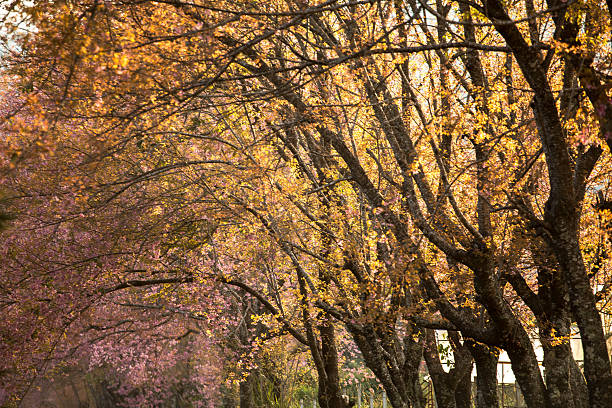 Road in sakura, Chiang mai , Thailand stock photo