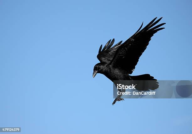 Krähe Stockfoto und mehr Bilder von Kolkrabe - Kolkrabe, Fliegen, Einzelnes Tier