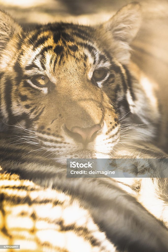 Tiger Tiger close up Animal Stock Photo