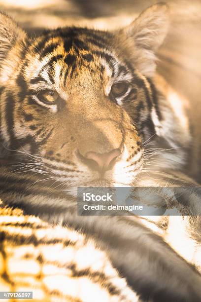 Tiger Stock Photo - Download Image Now - Animal, Animal Whisker, Animals In Captivity