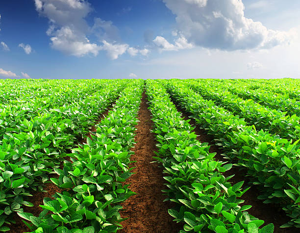 istock Agricultural landscape 479127359