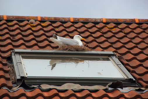 Seagull nesting on top of a the roof skylight window.