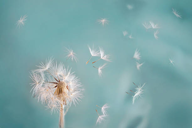 löwenzahn - dandelion macro seed nature stock-fotos und bilder