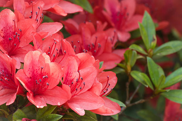 istock Group of red flowers 479129601