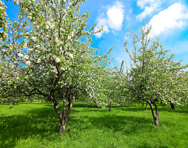 istock blooming apple trees and blue sky in spring park 479129603