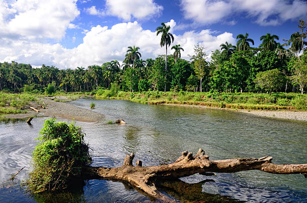 toa rivière, cuba - baracoa photos et images de collection