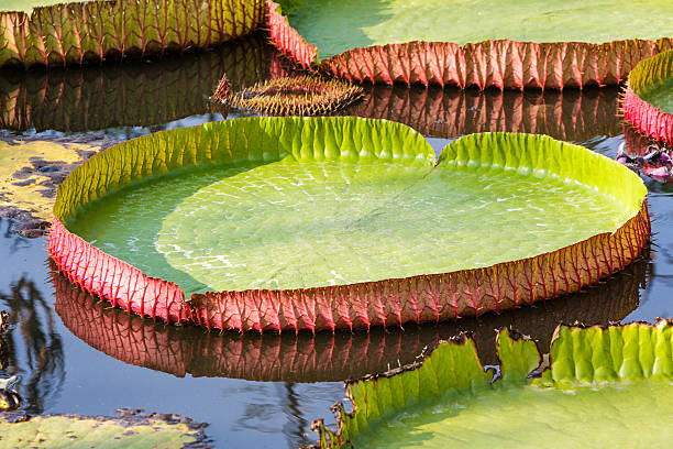 istock Giant Victoria waterlily. 479133695