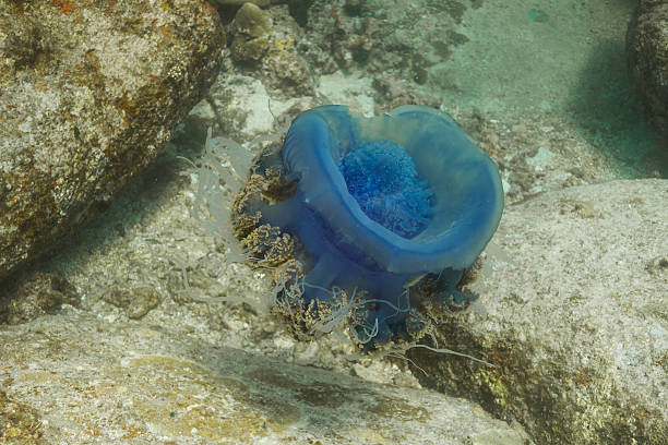 Crown jellyfish (Cephea cephea) Crown jellyfish (Cephea cephea) at Similan national park in Thailand netrostoma setouchina stock pictures, royalty-free photos & images