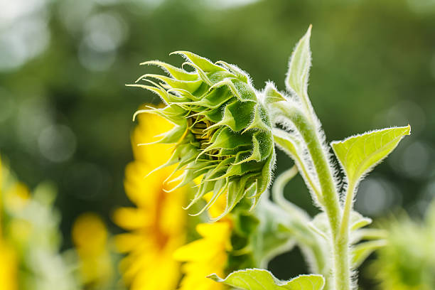 istock Sunflowers in Lopburi, Thailand 479134131