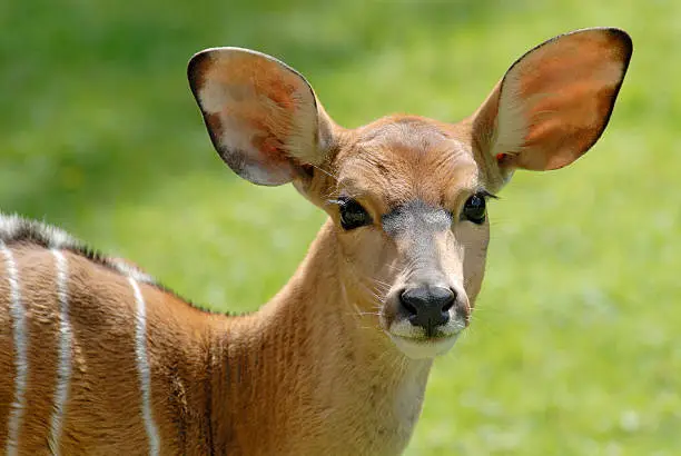 Photo of Female Kudu Portrait