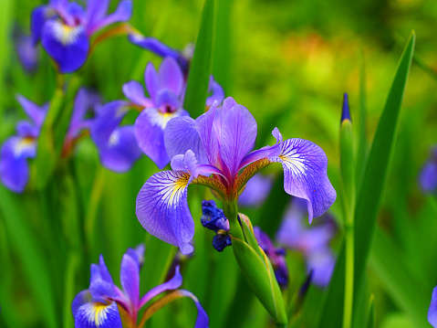 Blue Siberian Iris garden, horizontal.  For more of my flowers (CLICK HERE)