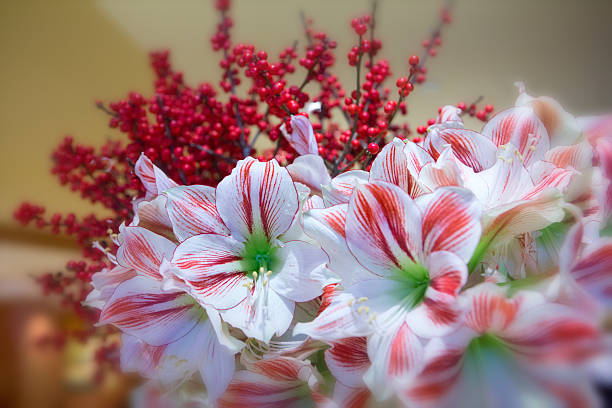istock Christmas flowers 479134650