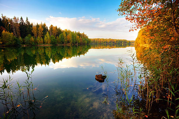 istock autumnal lake near the forest 479134748